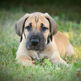 Great Dane Puppies from Kirk’s Dane Farm