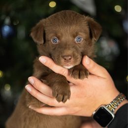 Teal Collar - Red & white female Australian Shepherd puppy in Lilburn, Georgia from Criollo Australian Shepherds