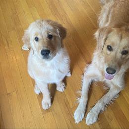 Molly - Golden Retriever