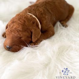 Bernedoodle and Goldendoodle Puppies from Vineyard Doodles