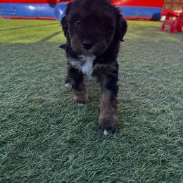 Aussiedoodle Puppies from Penny’s Pals
