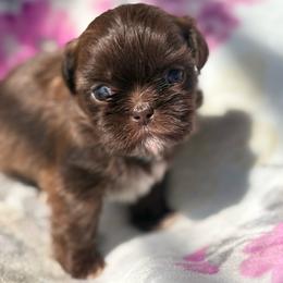 Lose - Tricolor female Shih Tzu puppy in Las Vegas, Nevada from Vegas Shih Tzus