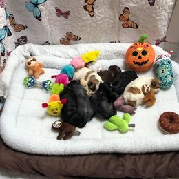 Chinese Crested Puppies from Soluna Chinese Cresteds