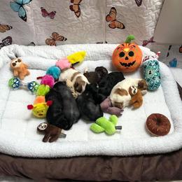Chinese Crested Puppies from Soluna Chinese Cresteds