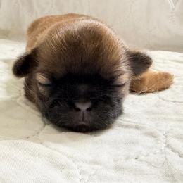 Princess Lilibet - Sable female Shih Tzu puppy in Soddy Daisy, Tennessee from TN Mtn Magic Precious Shih Tzu’s 4 You!