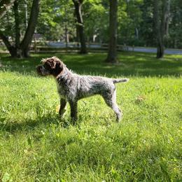 Wirehaired Pointing Griffon Puppies from BradfordWoods Griffons