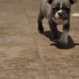 Green - Blue male Boston Terrier puppy in Red Rock, Arizona from Aronow Pups