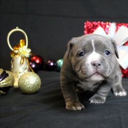 Pink Collar - Blue brindle female American Bully puppy in Easton, Maryland from Night Court Bullies