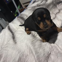 Dachshund Puppies from Adorable Doxies