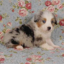 Pistachio - Blue merle male Toy Australian Shepherd puppy in Okeana, Ohio from Fetching Toy Aussies
