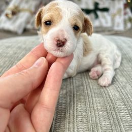 Cavapoo Puppies from Micro Cavapoos