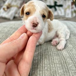 Cavapoo Puppies from Micro Cavapoos