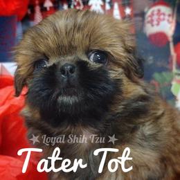 Zachary - Red and white male Shih Tzu puppy in Peoria, Arizona from Loyal Shih Tzu