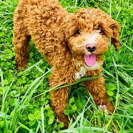 Poodles from Highland View Hills - Mini Poodles