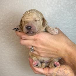 Astropop (dark green collar) - Apricot male Goldendoodle puppy in Murrieta, California from Apricot Poodles & Goldendoodles, LLC