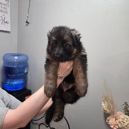 Pink collar - Black and red female German Shepherd puppy in Bethel, Ohio from Hughes Shepherds