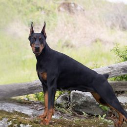 Luna - Doberman Pinscher