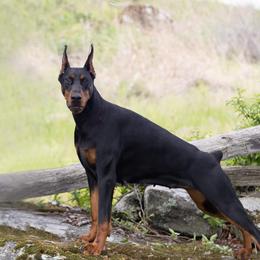 Luna - Doberman Pinscher