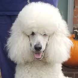 Honky - Poodle