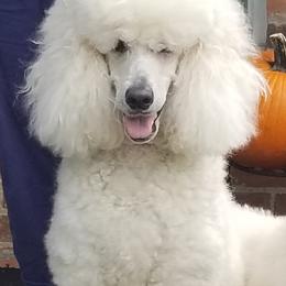 Honky - Poodle