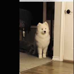 Samoyed Puppies from White Cloud Samoyeds