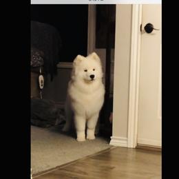Samoyed Puppies from White Cloud Samoyeds