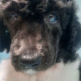 Purple collar - Parti male Poodle puppy in Hernando, Florida from Loveablepoodles