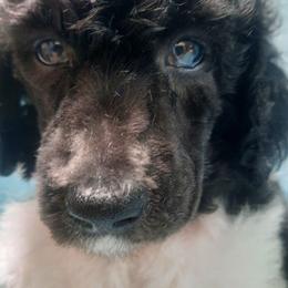 Purple collar - Parti male Poodle puppy in Hernando, Florida from Loveablepoodles