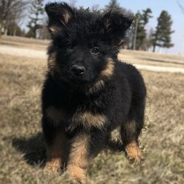 German Shepherd Puppies from Old Souls' German Shepherds