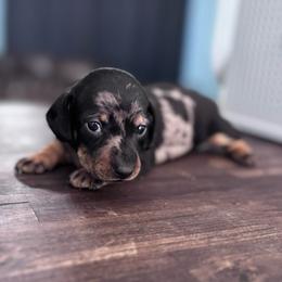 Sparkle - Dapple female Dachshund puppy in Live Oak, Florida from Johnson’s Weiner Farm