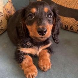 Black and Tan 1 - Black and tan male Dachshund puppy in West Plains, Missouri from Spring Creek Dachshunds
