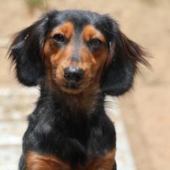 Lucy - Dachshund