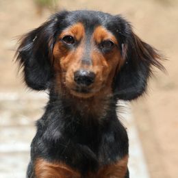 Lucy - Dachshund