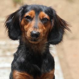 Lucy - Dachshund