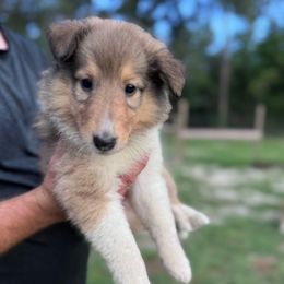 Ms. Lime - Sable female Collie puppy in Tallahassee, Florida from Lampost Kennels