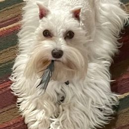 Miniature Schnauzers and Yorkshire Terriers from Candyland Yorkies and Miniature schnauzers