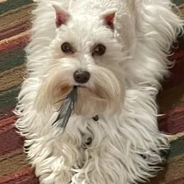 Miniature Schnauzers and Yorkshire Terriers from Candyland Yorkies and Miniature schnauzers