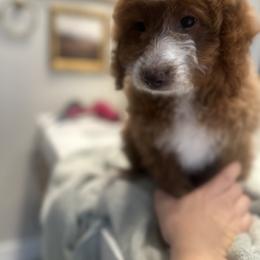 Labradoodle Puppies from California Double Doodles