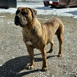 Gypsy - Boerboel