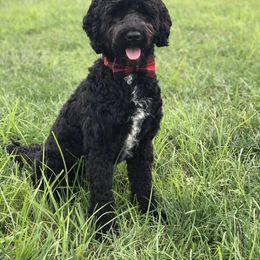 Portuguese Water Dog All Grown Up from Amada Portuguese Water Dogs