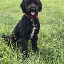 Portuguese Water Dog All Grown Up from Amada Portuguese Water Dogs