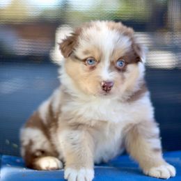 Cappuccino Male2 RM - Red merle male Australian Shepherd puppy in Yucaipa, California from Oro’z Farm Aussies