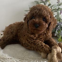 Poppy - Red  female Poodle puppy in Lagrange, Indiana from Heavn Sent Acres