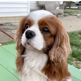 Alladin - Cavalier King Charles Spaniel