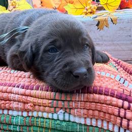 Gray - Chocolate male Labrador Retriever puppy in Heath Springs, South Carolina from Rich Hill Retrievers
