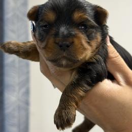 Toby - Black and tan male Yorkshire Terrier puppy in Mattawa, Washington from All Star Yorkies