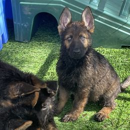 Beau - German Shepherd