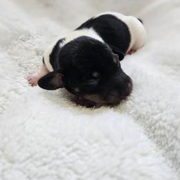 Bunny - Piebald female Dachshund puppy in Anaconda, Montana from Montana Country Dachshunds