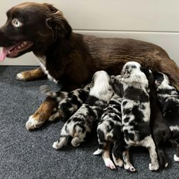 Miniature Australian Shepherd and Toy Australian Shepherd Puppies from Ollie's Aussies