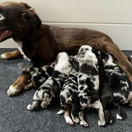 Miniature Australian Shepherd and Toy Australian Shepherd Puppies from Ollie's Aussies